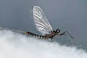 Neoleptophlebia heteronea (Blue Quill) Mayfly Adult