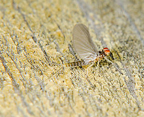 Male Baetis tricaudatus (Blue-Winged Olive) Mayfly Adult