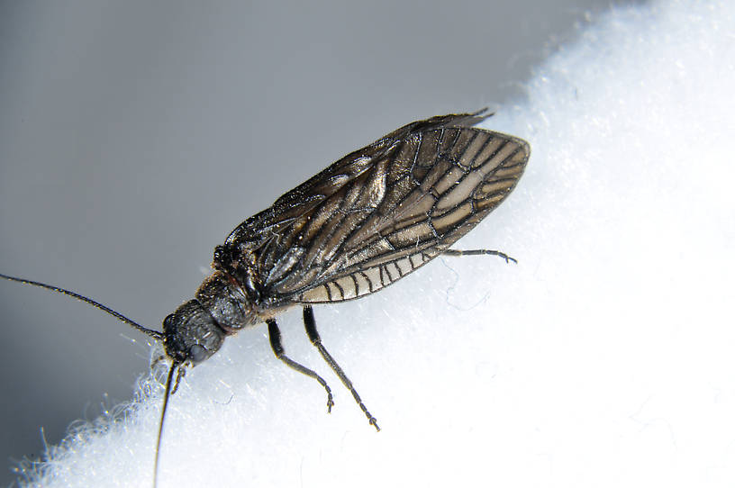 Male Sialis hamata Alderfly Adult from the  Touchet River in Washington