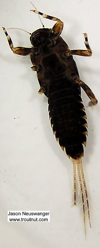 Ephemerella subvaria (Hendrickson) Mayfly Nymph from unknown in Wisconsin