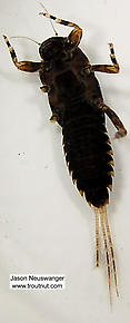 Ephemerella subvaria (Hendrickson) Mayfly Nymph