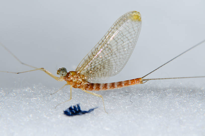 Male Cinygmula mimus Mayfly Adult from the  Touchet River in Washington