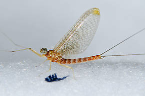 Male Cinygmula mimus  Mayfly Adult