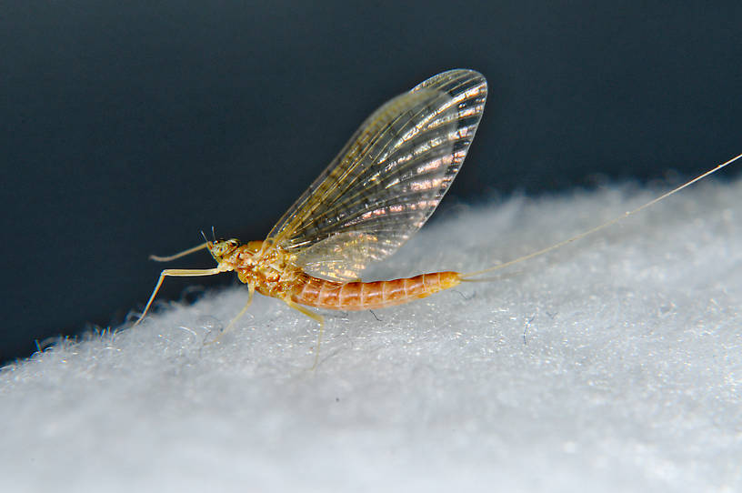 Female Cinygmula mimus Mayfly Spinner from the  Touchet River in Washington