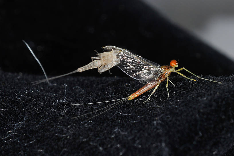 This is a male Ephemerella dorothea infrequens with subimago skin attached.  Male Cinygmula mimus Mayfly Spinner from the  Touchet River in Washington