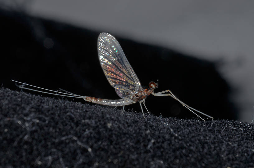 Male Neoleptophlebia memorialis Mayfly Spinner from the  Touchet River in Washington