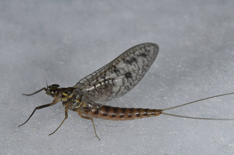 Female Ameletus oregonensis (Brown Dun) Mayfly Spinner from the  Touchet River in Washington