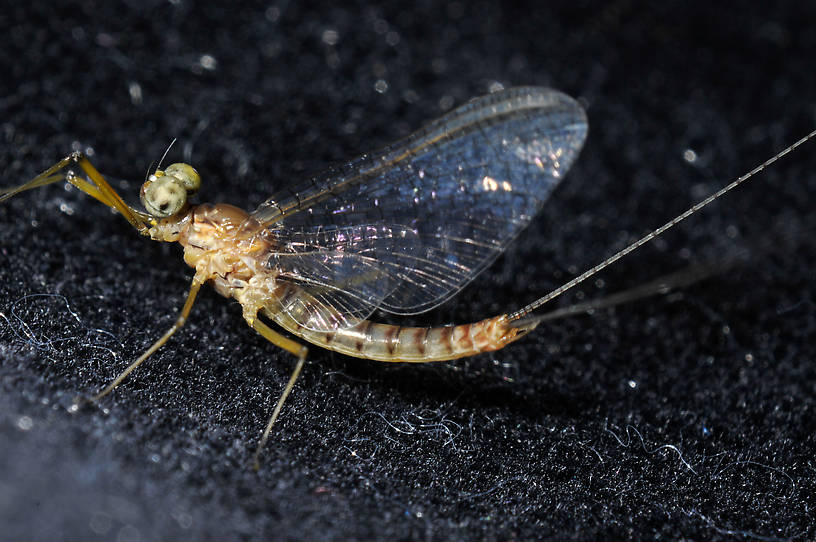 Male Heptagenia adaequata Mayfly Spinner from the  Columbia River in Washington