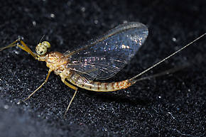 Male Heptagenia adaequata  Mayfly Spinner