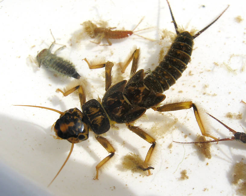 Hesperoperla pacifica (Golden Stone) Stonefly Nymph from the Lower Yuba River in CA