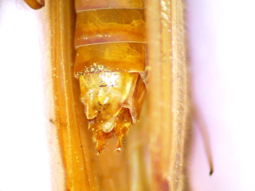 Male Psychoglypha (Snow Sedges) Caddisfly Adult from Spring Brook in WA