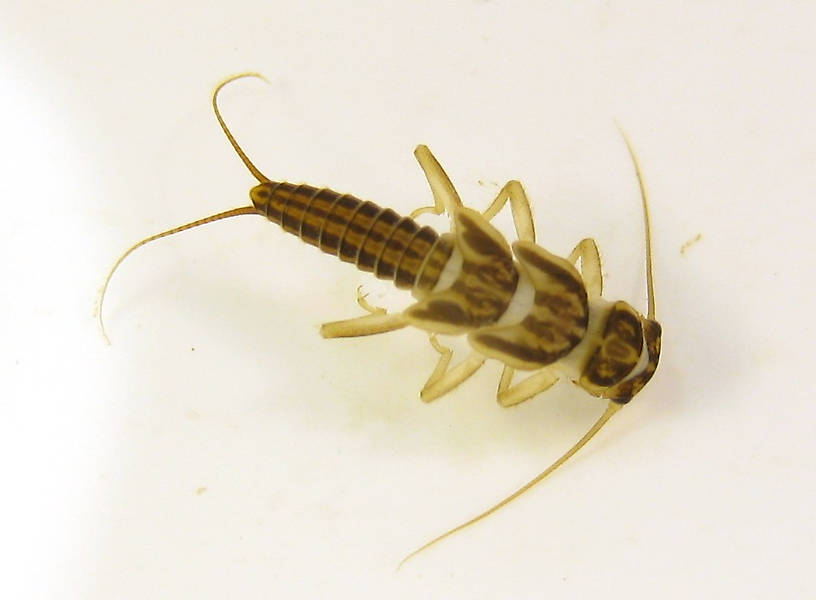 Isoperla quinquepunctata (Little Yellow Stonefly) Little Yellow Stonefly Nymph from the Yuba River in California