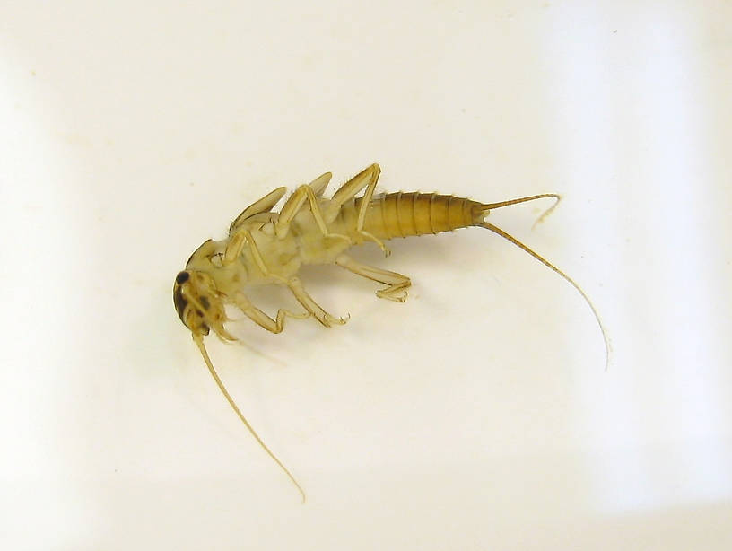 Isoperla quinquepunctata (Little Yellow Stonefly) Little Yellow Stonefly Nymph from the Yuba River in California