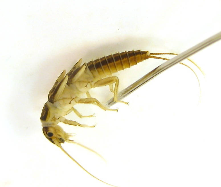 Isoperla quinquepunctata (Little Yellow Stonefly) Little Yellow Stonefly Nymph from the Yuba River in California