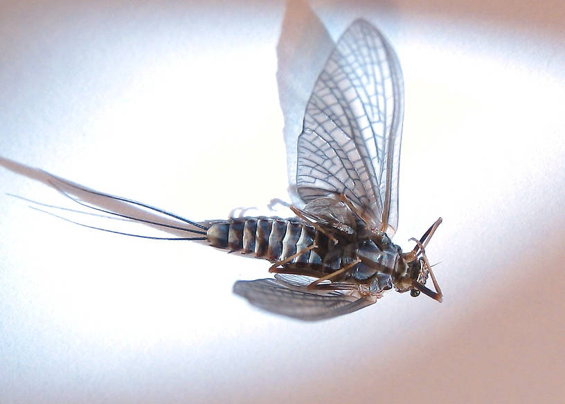 Female Timpanoga hecuba (Great Red Quill) Mayfly Dun from Mystery Creek #178 in Idaho