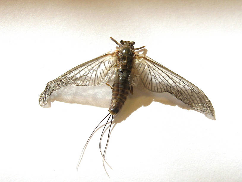                                  Female Timpanoga hecuba (Great Red Quill) Mayfly Dun from Mystery Creek #178 in Idaho