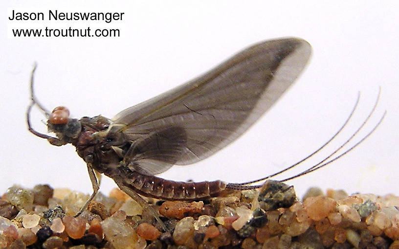 Male Ephemerella subvaria (Hendrickson) Mayfly Dun from the Namekagon River in Wisconsin