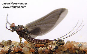 Male Ephemerella subvaria (Hendrickson) Mayfly Dun