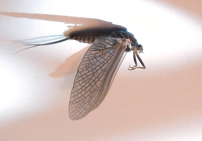 Female Timpanoga hecuba (Great Red Quill) Mayfly Dun from Mystery Creek #178 in Idaho