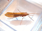                                  Female Psychoglypha alascensis (Snow Sedge) Caddisfly Adult from Mystery Creek #178 in Idaho