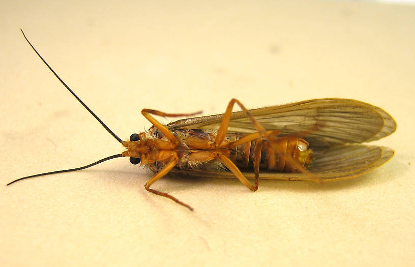                                  Female Dicosmoecus atripes (October Caddis) Caddisfly Adult from the St. Joe River in Idaho