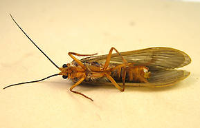 Dicosmoecus atripes (October Caddis) Caddisfly Adult