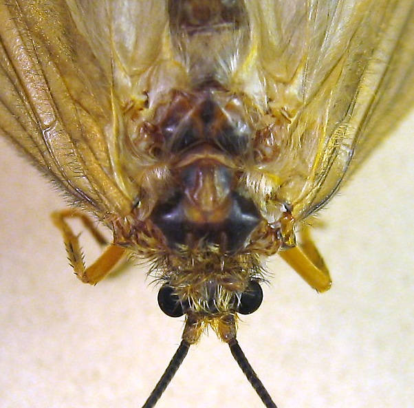                                  Female Dicosmoecus atripes (October Caddis) Caddisfly Adult from the St. Joe River in Idaho