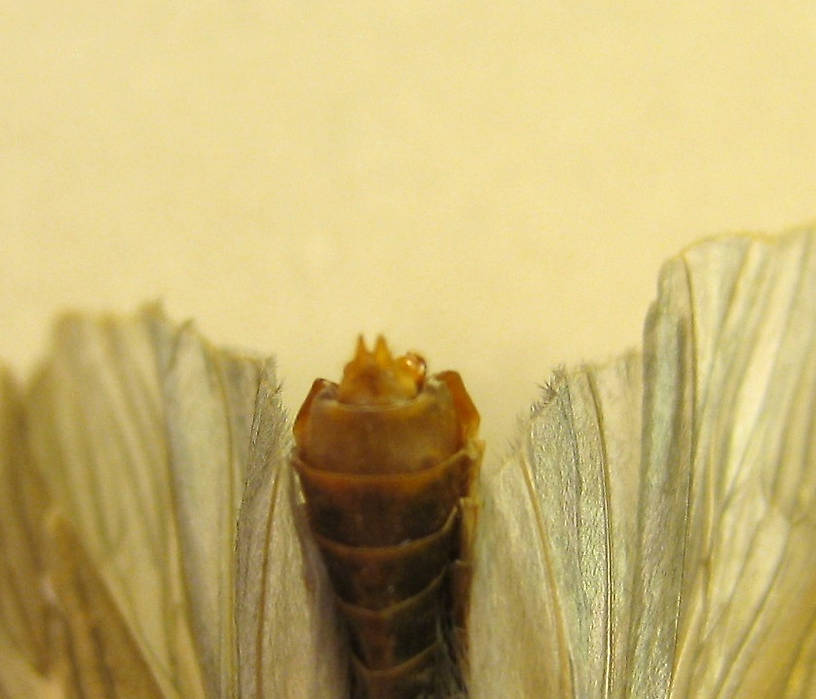                                  Female Dicosmoecus atripes (October Caddis) Caddisfly Adult from the St. Joe River in Idaho