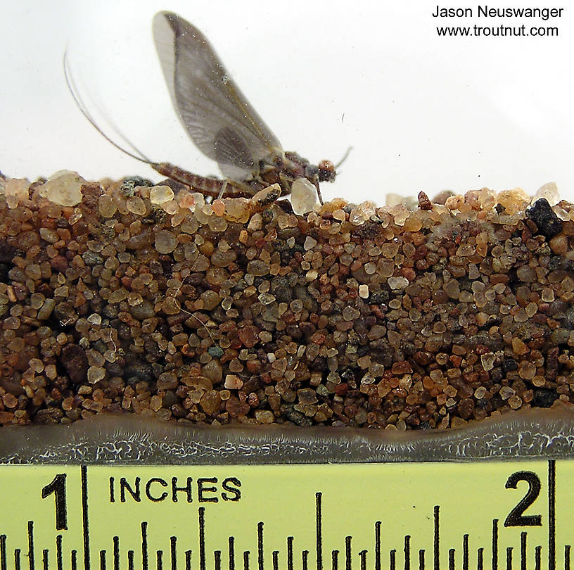 Male Ephemerella subvaria (Hendrickson) Mayfly Dun from the Namekagon River in Wisconsin