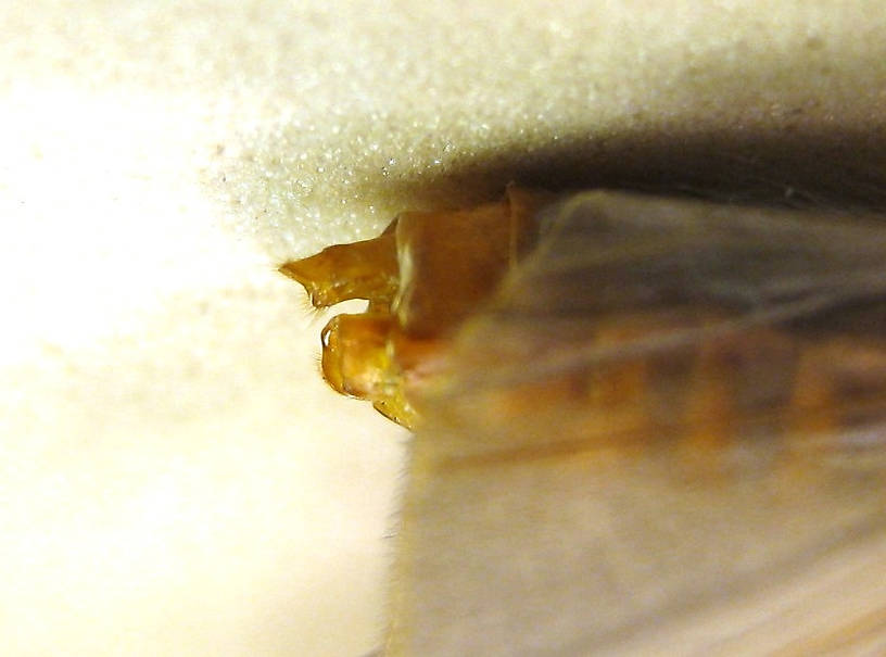 Female Dicosmoecus atripes (October Caddis) Caddisfly Adult from the St. Joe River in Idaho