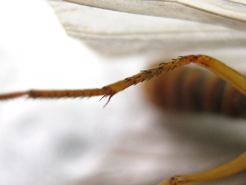                                  Female Dicosmoecus atripes (October Caddis) Caddisfly Adult from the St. Joe River in Idaho