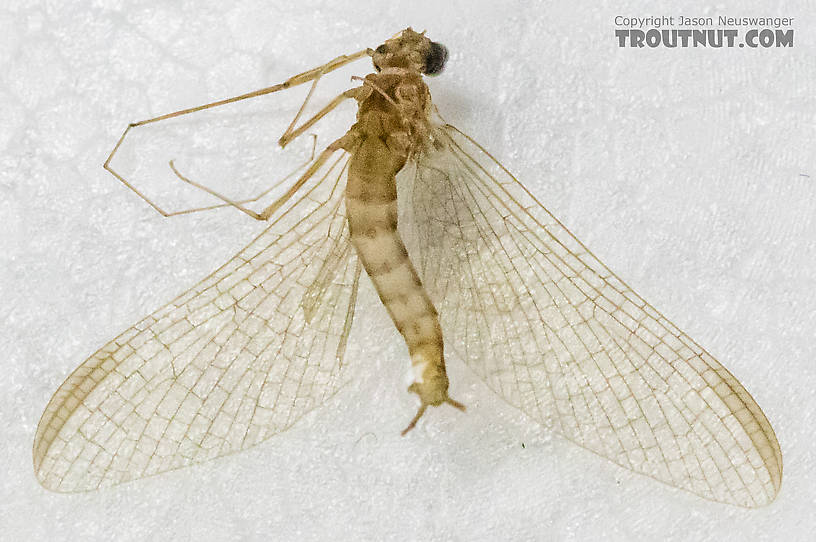 Low-quality shot of the whole ventral view before I got the camera working properly.  Male Cinygmula ramaleyi (Small Western Gordon Quill) Mayfly Spinner from Mystery Creek #186 in Alaska