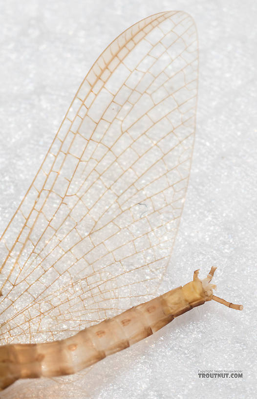 Male Cinygmula ramaleyi (Small Western Gordon Quill) Mayfly Spinner from Mystery Creek #186 in Alaska