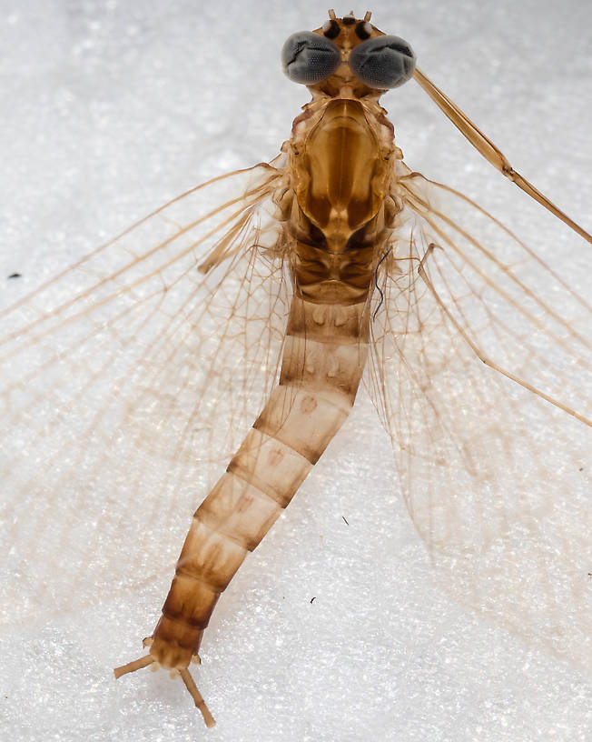 Male Cinygmula ramaleyi (Small Western Gordon Quill) Mayfly Spinner from Mystery Creek #186 in Alaska