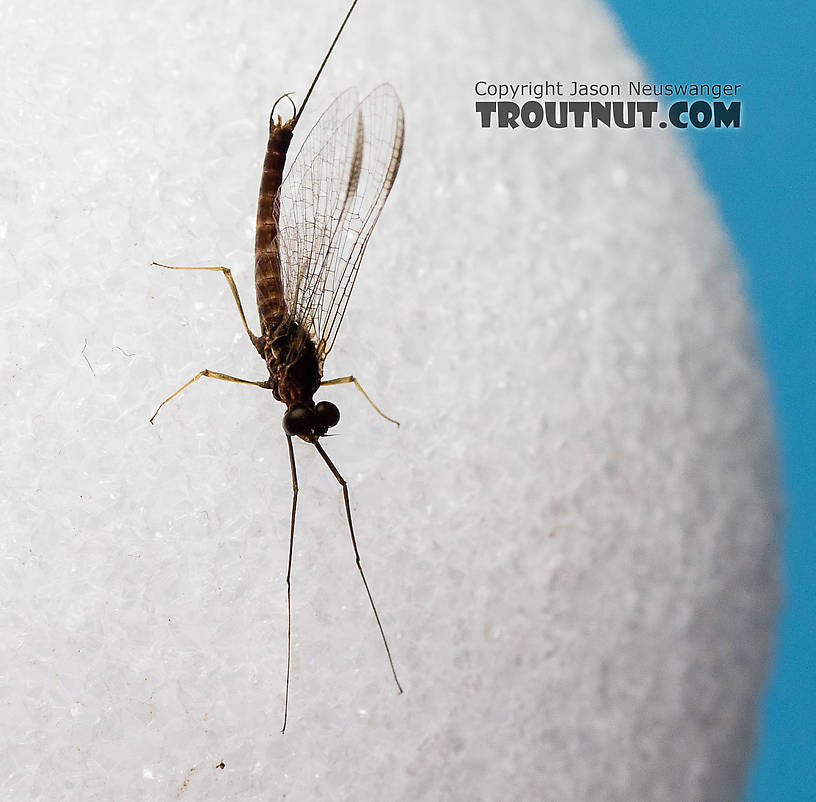 Male Rhithrogena morrisoni (Western March Brown) Mayfly Spinner from the South Fork Snoqualmie River in Washington