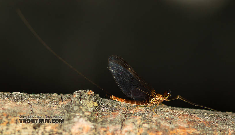 Male Rhithrogena morrisoni (Western March Brown) Mayfly Spinner from the South Fork Snoqualmie River in Washington