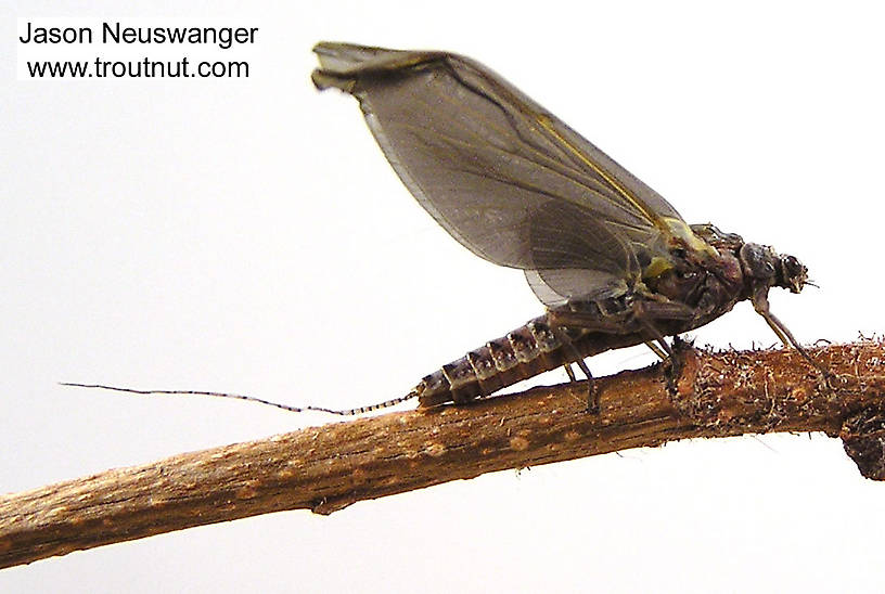 Female Ephemerella subvaria (Hendrickson) Mayfly Dun from the Namekagon River in Wisconsin