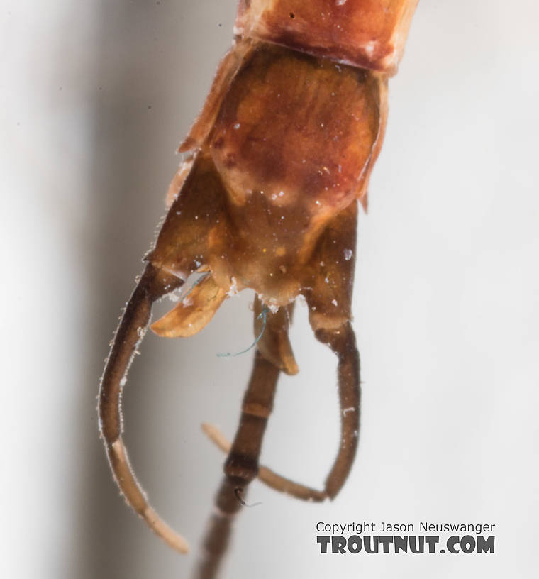 Male Rhithrogena morrisoni (Western March Brown) Mayfly Spinner from the South Fork Snoqualmie River in Washington