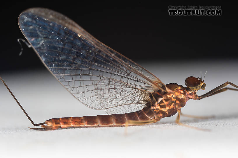 Male Rhithrogena morrisoni (Western March Brown) Mayfly Spinner from the South Fork Snoqualmie River in Washington