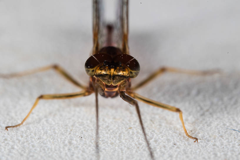 Male Rhithrogena morrisoni (Western March Brown) Mayfly Spinner from the South Fork Snoqualmie River in Washington