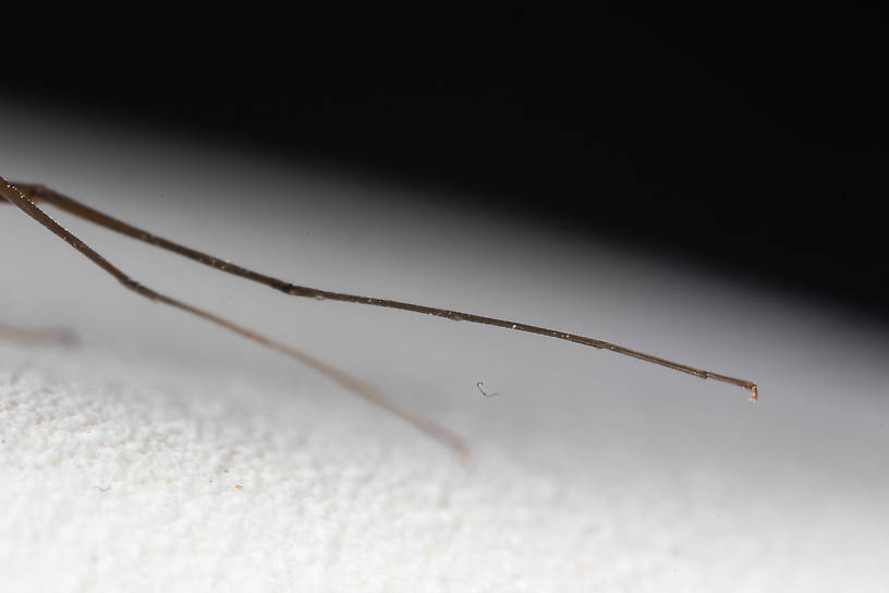 Male Rhithrogena morrisoni (Western March Brown) Mayfly Spinner from the South Fork Snoqualmie River in Washington