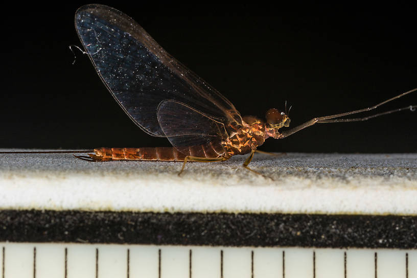 Male Rhithrogena morrisoni (Western March Brown) Mayfly Spinner from the South Fork Snoqualmie River in Washington