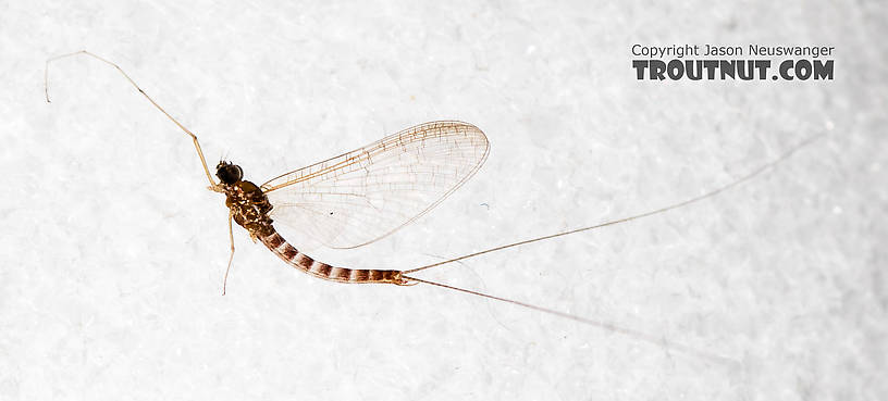 Male Cinygmula (Dark Red Quills) Mayfly Spinner from the South Fork Stillaguamish River in Washington