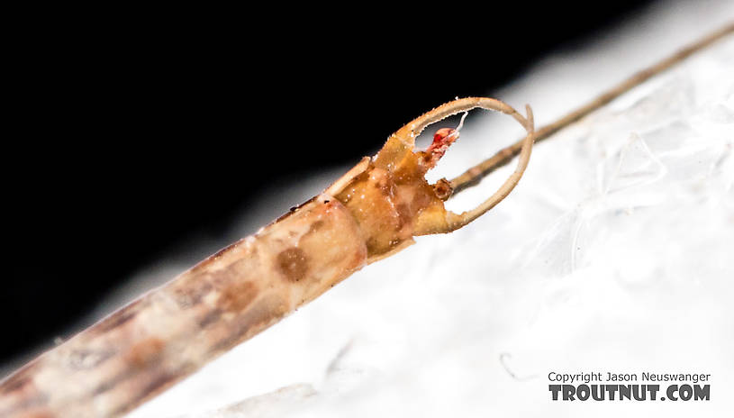 Male Cinygmula (Dark Red Quills) Mayfly Spinner from the South Fork Stillaguamish River in Washington