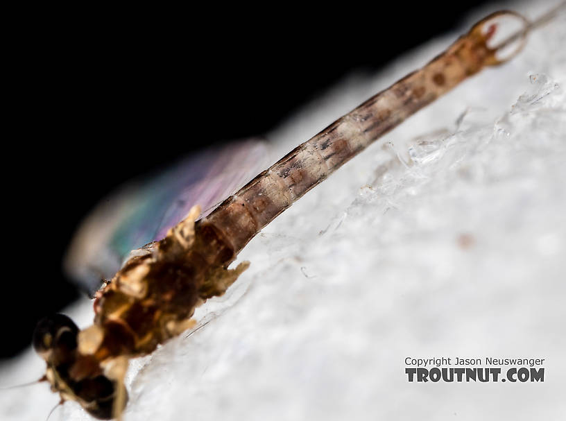 Male Cinygmula (Dark Red Quills) Mayfly Spinner from the South Fork Stillaguamish River in Washington