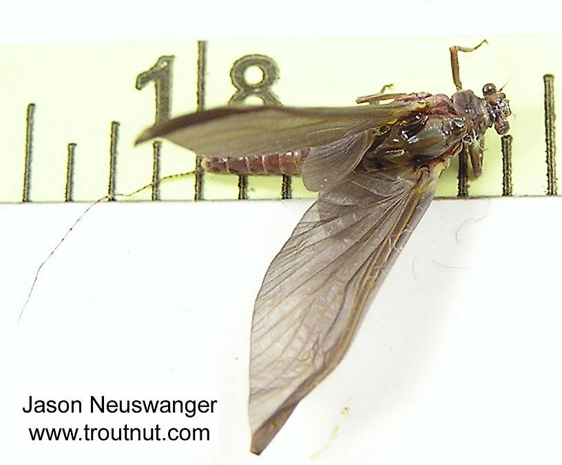 Female Ephemerella subvaria (Hendrickson) Mayfly Dun from the Namekagon River in Wisconsin