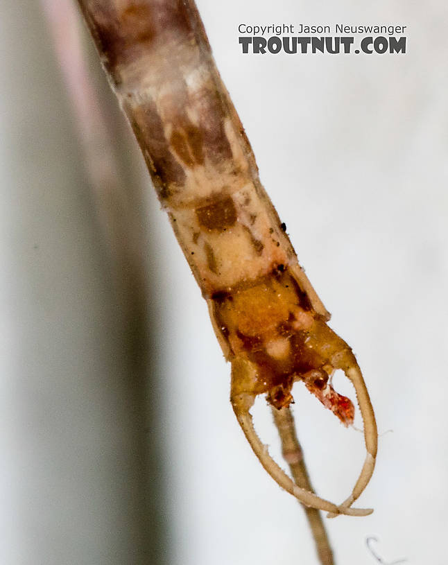 Male Cinygmula (Dark Red Quills) Mayfly Spinner from the South Fork Stillaguamish River in Washington