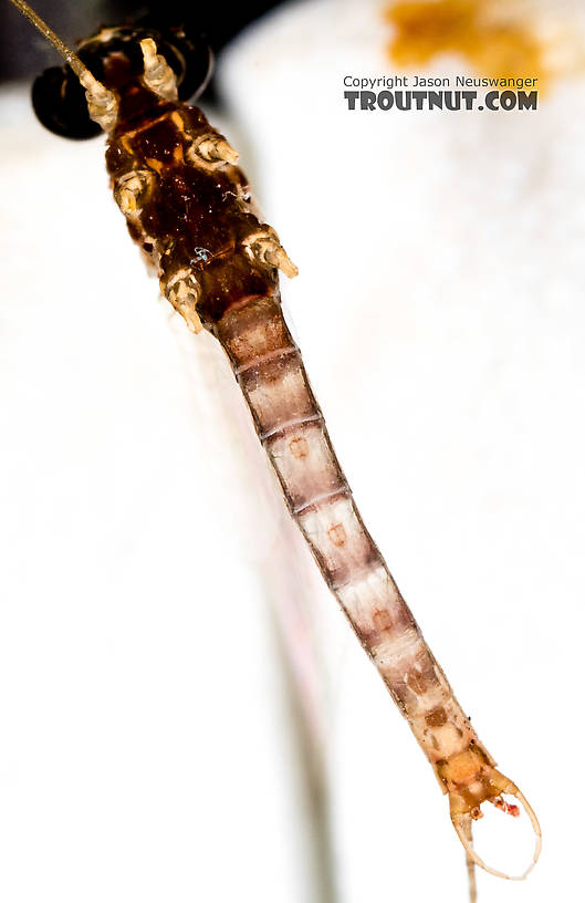 Male Cinygmula (Dark Red Quills) Mayfly Spinner from the South Fork Stillaguamish River in Washington