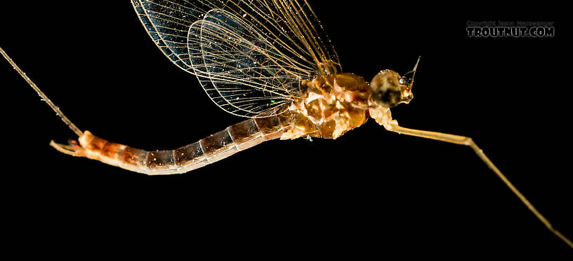 Male Cinygmula (Dark Red Quills) Mayfly Spinner from the South Fork Stillaguamish River in Washington