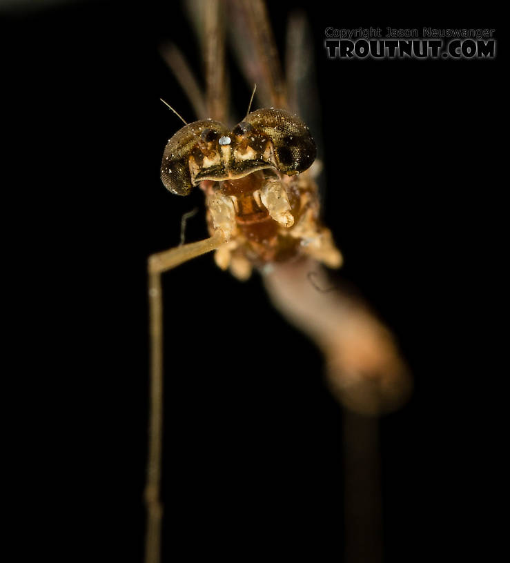 Male Cinygmula (Dark Red Quills) Mayfly Spinner from the South Fork Stillaguamish River in Washington